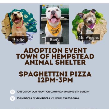 Adoption Event For Town of Hempstead Animal Shelter