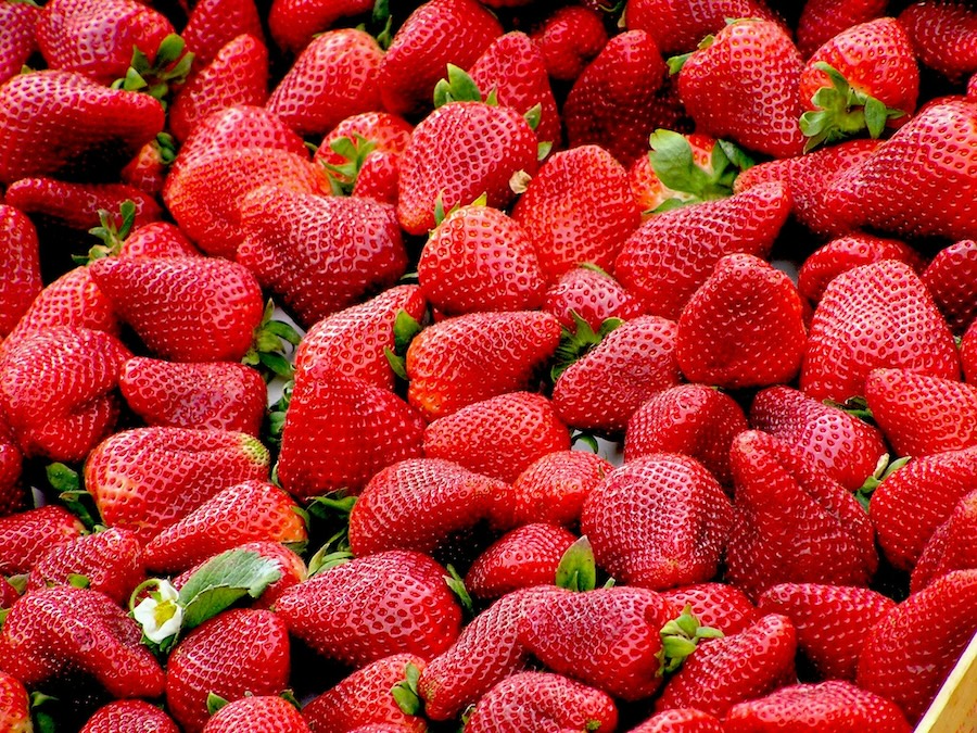 Strawberry Festival at Lenny Bruno Farms